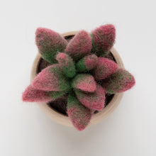 Load image into Gallery viewer, Sunrise Succulent Mini Needle Felting Kit