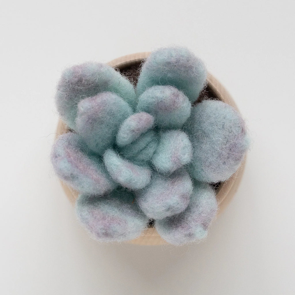 Ghost plant Succulent Mini Needle Felting Kit