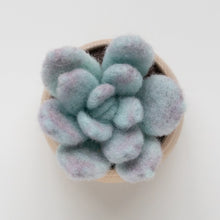 Load image into Gallery viewer, Ghost plant Succulent Mini Needle Felting Kit