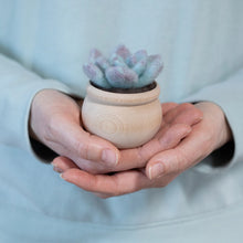 Load image into Gallery viewer, Ghost plant Succulent Mini Needle Felting Kit
