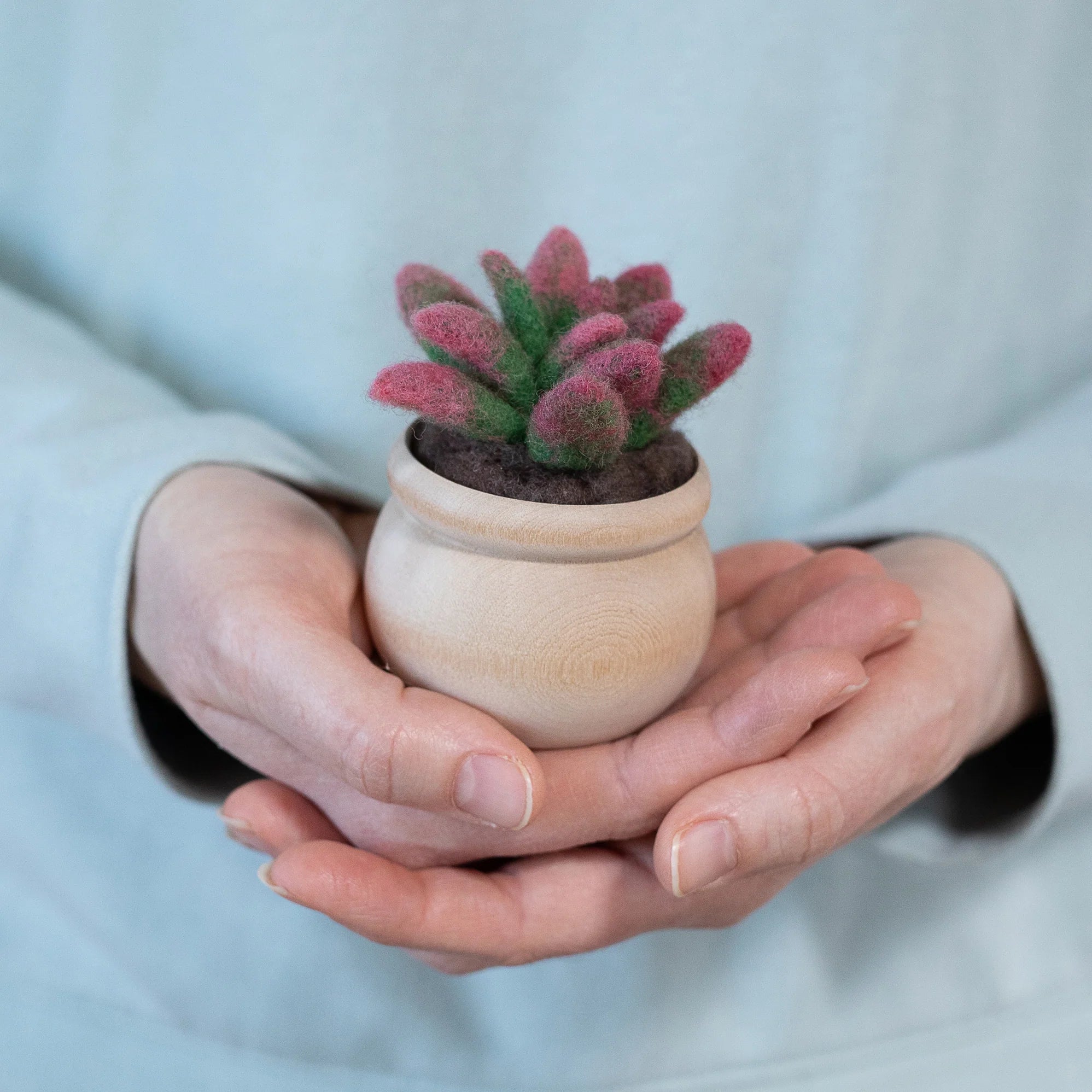 needle succulent Sunrise Succulent Mini Needle Felting Kit